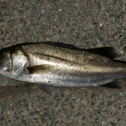 当たりルアー⁇探して三千里‼